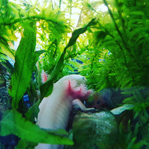Axolotl basics. What do I need?